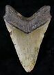 Lower Megalodon Tooth - North Carolina #28333-2